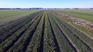 calla kweken noord holland